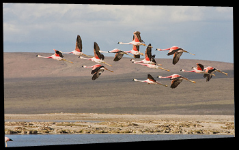 Flamencos Salar de Surire