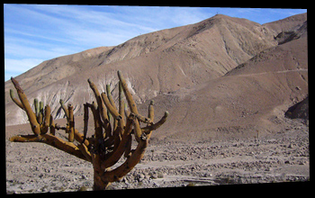 Valle de Lluta